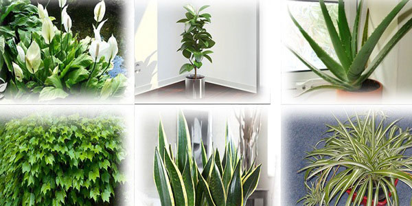 Piante che depurano l'aria