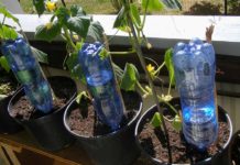 Come innaffiare le piante quando siamo in vacanza Innaffiare piante