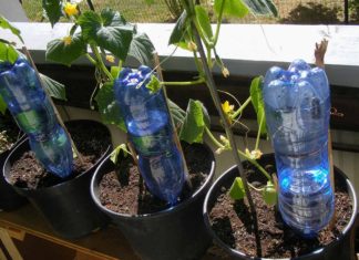 Come innaffiare le piante quando siamo in vacanza Innaffiare piante