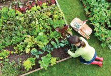 Rimedi naturali dal nostro orto Orto di casa