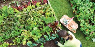 Rimedi naturali dal nostro orto Orto di casa