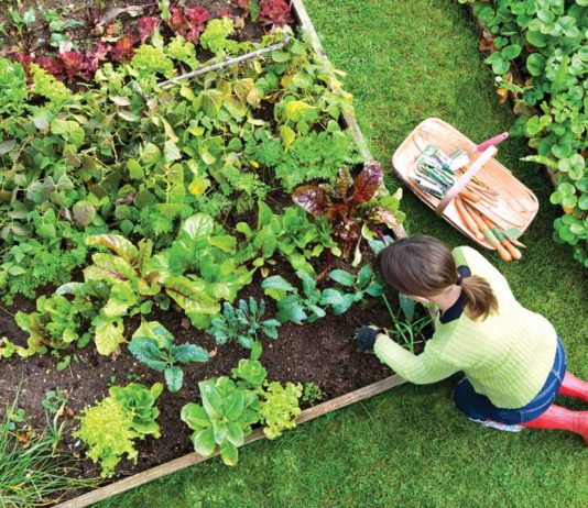 Rimedi naturali dal nostro orto Orto di casa