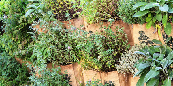 Erbe aromatiche: alleati in cucina e non solo Erbe aromatiche