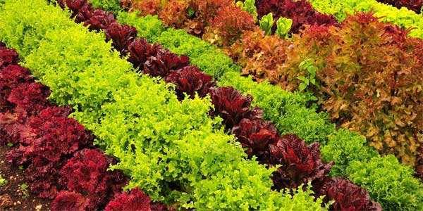 L’orto nel mese di settembre: semina e raccolto orto in settembre