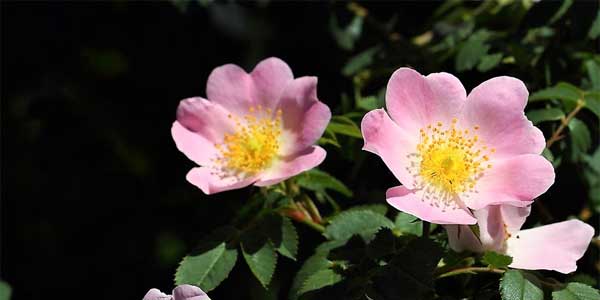 Dite addio a tosse, raffreddore e bronchite Rosa canina