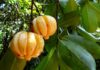 Garcinia Cambogia: a cosa serve Garcinia cambogia