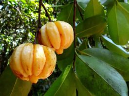 Garcinia Cambogia: a cosa serve Garcinia cambogia
