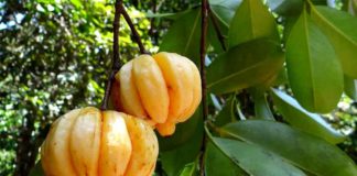 Garcinia Cambogia: a cosa serve Garcinia cambogia