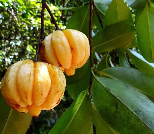 Garcinia Cambogia: a cosa serve Garcinia cambogia