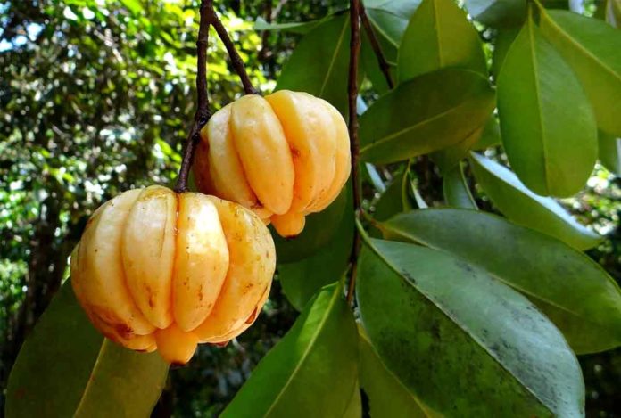 garcinia_cambogia Garcinia cambogia