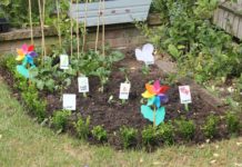 Come fare un orto biodinamico: tutti i dettagli utili Orto biodinamico