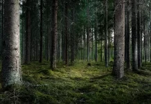 Ritrova Benessere e Serenità con la Terapia della Natura bosco di pini