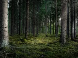 Ritrova Benessere e Serenità con la Terapia della Natura bosco di pini