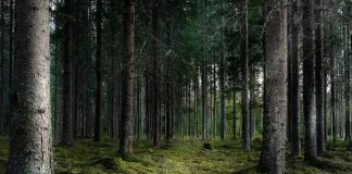 Ritrova Benessere e Serenità con la Terapia della Natura bosco di pini