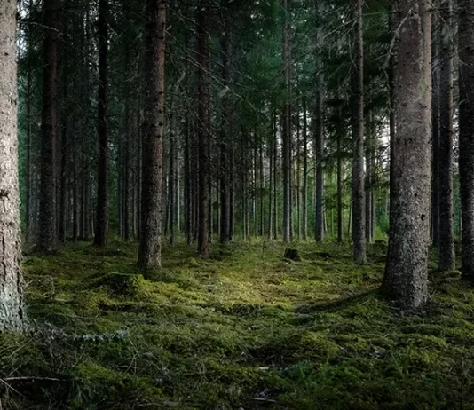 Ritrova Benessere e Serenità con la Terapia della Natura bosco di pini