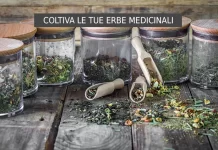 Dall’Orto alla Tavola: Coltiva le Tue Erbe Medicinali e Rivoluziona la Tua Salute Erbe medicinali in cucina