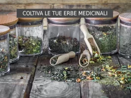 Dall’Orto alla Tavola: Coltiva le Tue Erbe Medicinali e Rivoluziona la Tua Salute Erbe medicinali in cucina