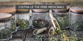 Dall’Orto alla Tavola: Coltiva le Tue Erbe Medicinali e Rivoluziona la Tua Salute Erbe medicinali in cucina