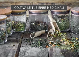 Dall’Orto alla Tavola: Coltiva le Tue Erbe Medicinali e Rivoluziona la Tua Salute Erbe medicinali in cucina