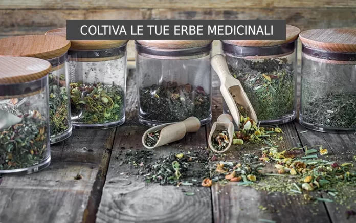 Erbe medicinali in cucina