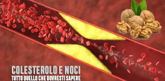 Colesterolo e Noci: Quello che Nessuno Ti Dice (ma Dovresti Sapere) Colesterolo noci